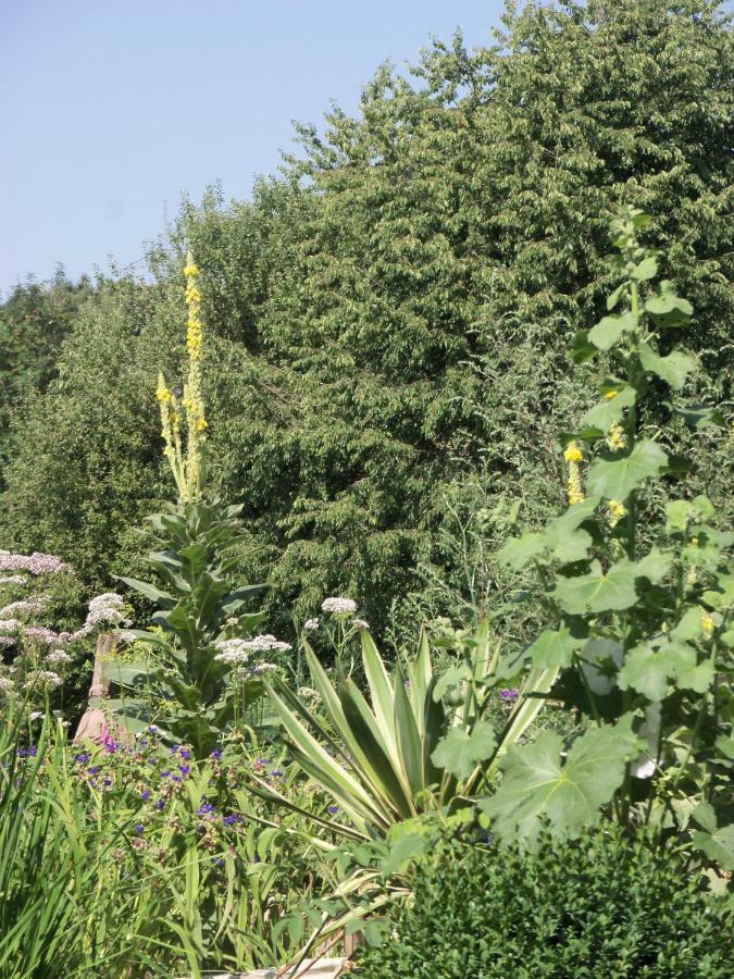 Kleine Villa Im Wilden Garten 古默斯巴赫 外观 照片