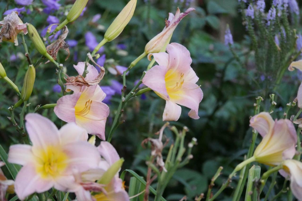 Kleine Villa Im Wilden Garten 古默斯巴赫 外观 照片